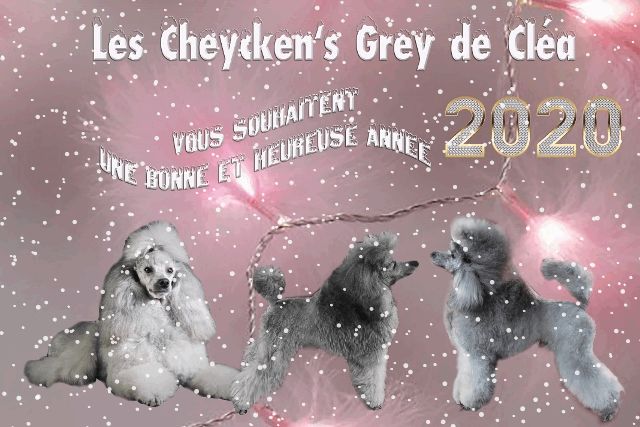 des Cheycken's Grey De Clea - Happy New Year 2020