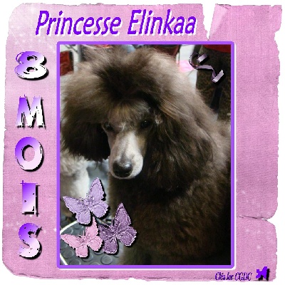 des Cheycken's Grey De Clea - Les 8 mois de Princesse Elinkaa !!