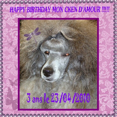 des Cheycken's Grey De Clea - Mon amour de Cken a 3 ans !!!!!
