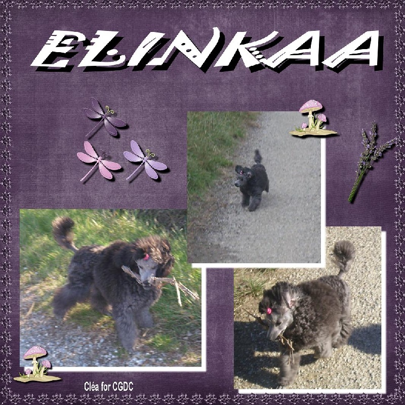 Elinkaa The beautiful grey of marysa
