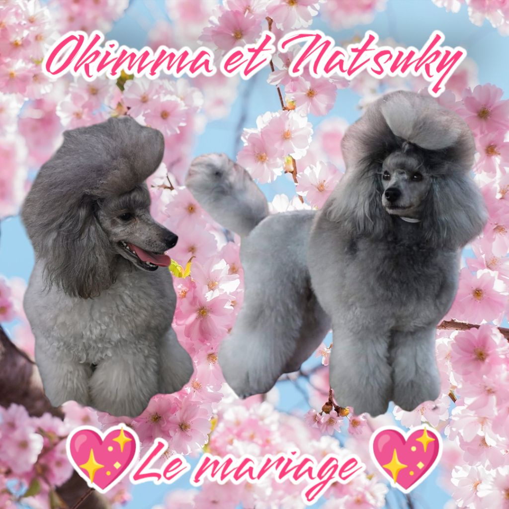 des Cheycken's Grey De Clea - Mariage Natsuky et Okimma !!!!