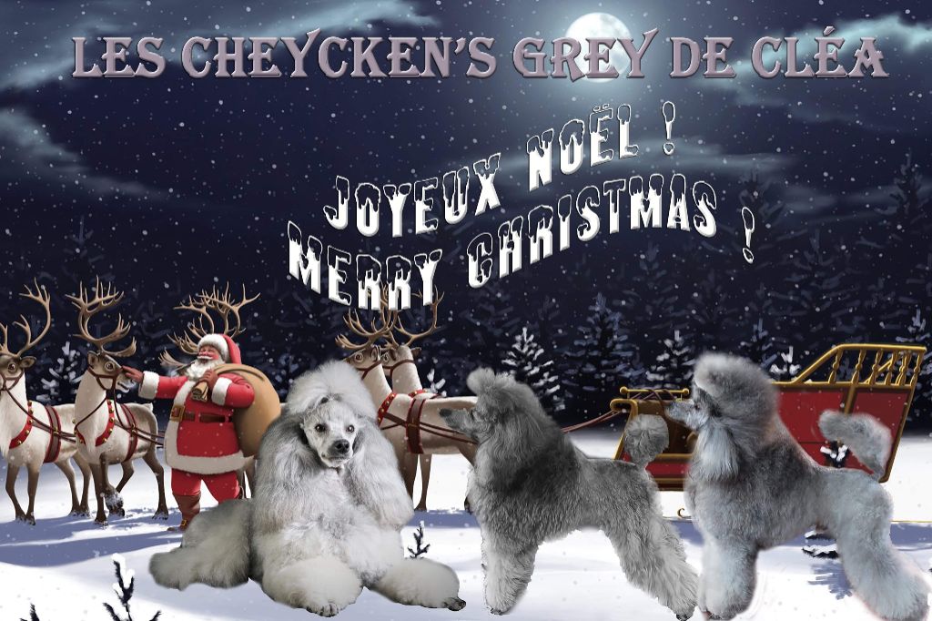 des Cheycken's Grey De Clea - Joyeux Noël 2019