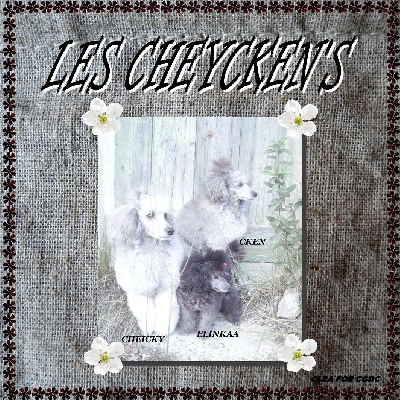 des Cheycken's Grey De Clea - Froid sybérien...