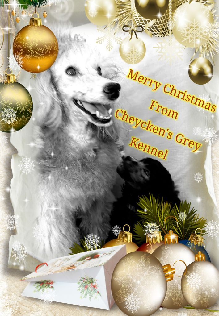 des Cheycken's Grey De Clea - Merry Christmas !!!!!