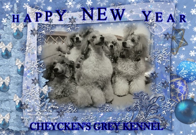 des Cheycken's Grey De Clea - Happy New Year 2016 !!!!