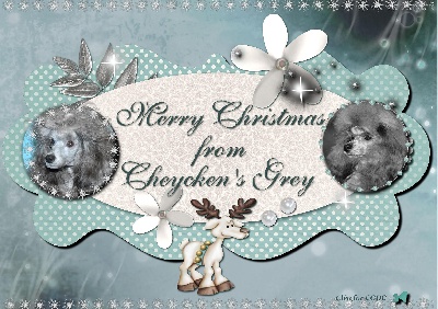 des Cheycken's Grey De Clea - MERRY CHRISTMAS