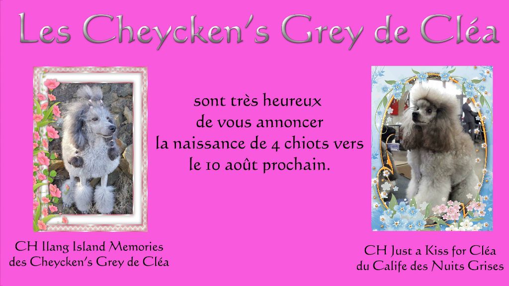 des Cheycken's Grey De Clea - Échographie d'Ilang