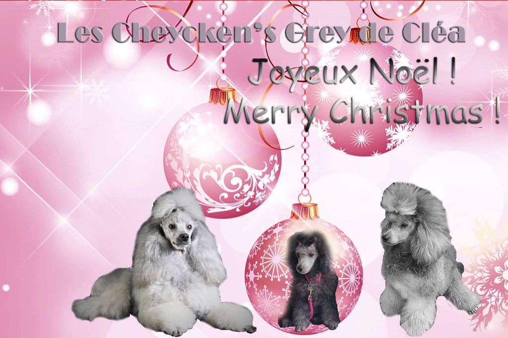 des Cheycken's Grey De Clea - Joyeux Noël 2020