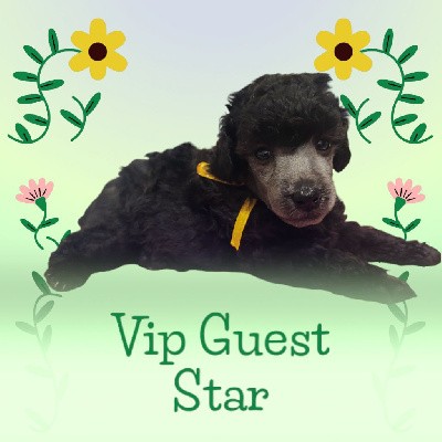 VIP Guest Star