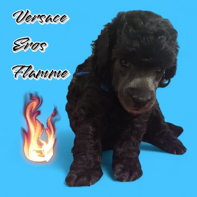 Versace Eros Flamme