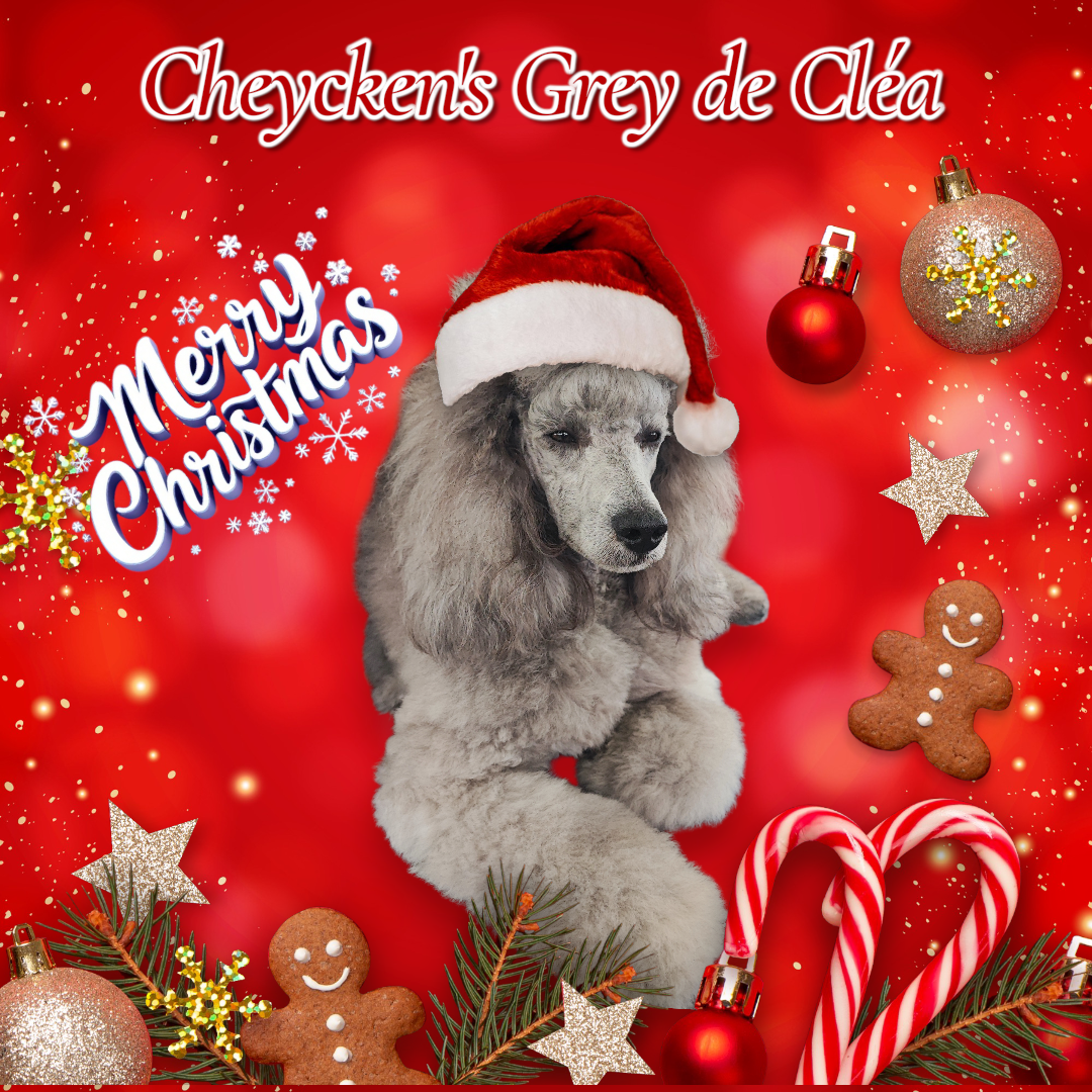 des Cheycken's Grey De Clea - Joyeux Noël à vous toutes et tous.....