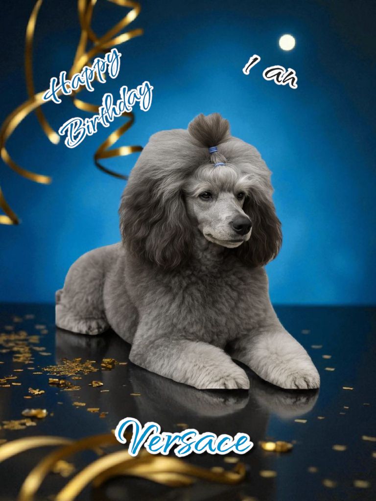 des Cheycken's Grey De Clea - Happy Birthday à tous mes bebichoux " V "