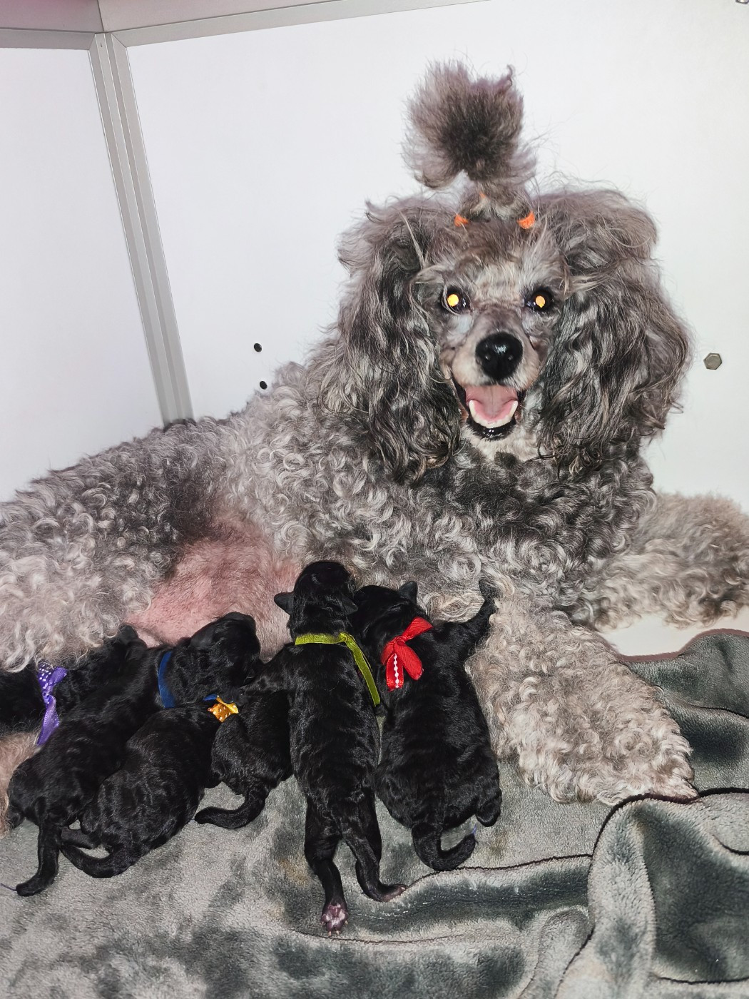 Chiot Caniche des Cheycken's Grey De Clea