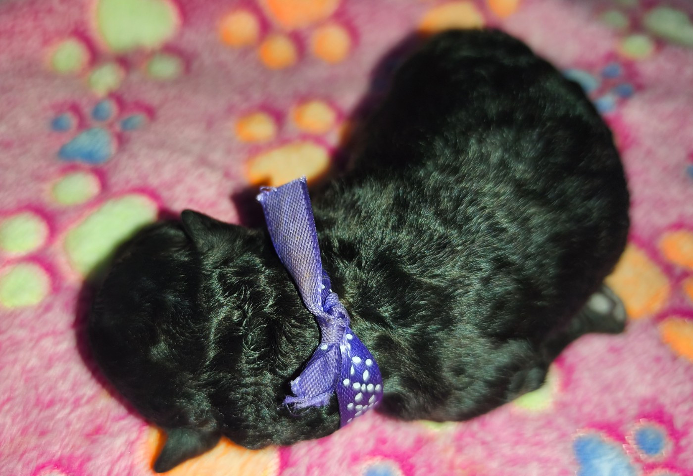 des Cheycken's Grey De Clea - Chiots disponibles - Caniche